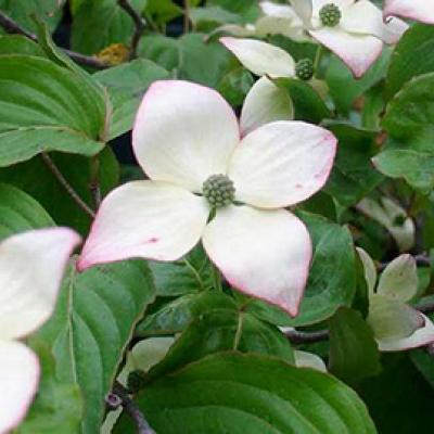 Cornus kousa 'China Girl'