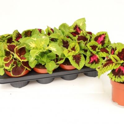 Coleus 'Kong' Mix