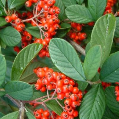 Cotoneaster lacteus