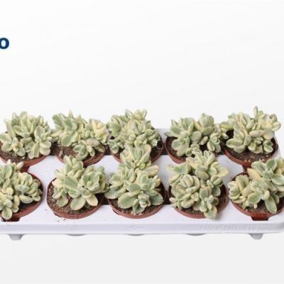 Cotyledon ladysmithiensis 'Variegata'