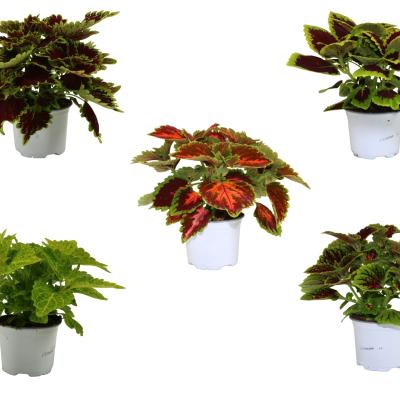 Coleus in soorten mix