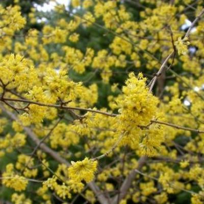 Cornus mas