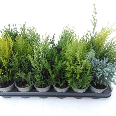 Conifers ...mix mixtray