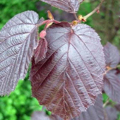 Corylus avel. 'Purple Ombrella'  HO 8/10