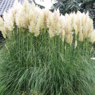 Cortaderia selloana  wit - blanc