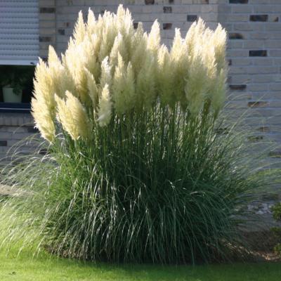 Cortaderia se. 'Evita'