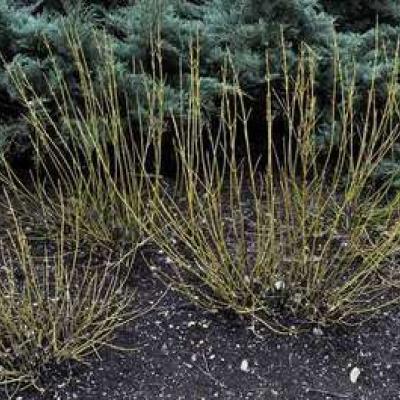 Cornus sericea 'Flaviramea'