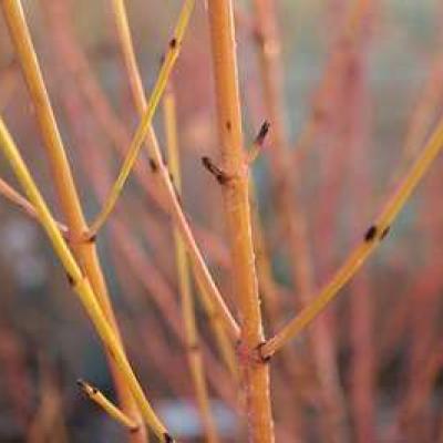 Cornus sanguinea 'Midwinter Fire'