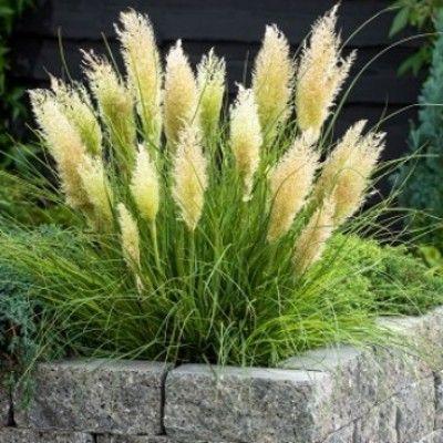 Cortaderia se. 'Minipampas'