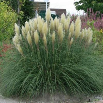 Cortaderia sell. 'Pumila'