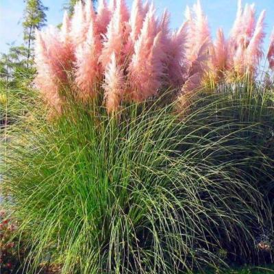 Cortaderia sell. 'Rosea'