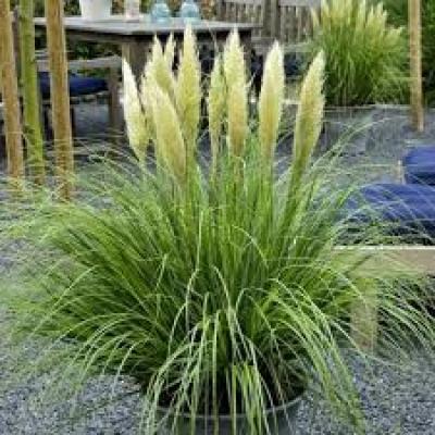 Cortaderia se. 'Tiny Pampa'