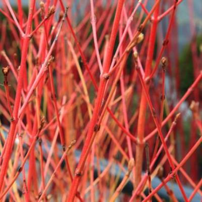 Cornus sanguinea 'Winter Beauty'