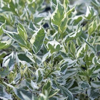 Cornus sericea 'White Gold'