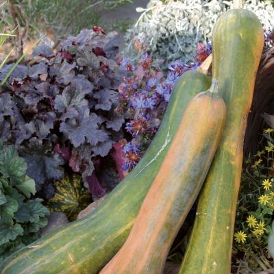 Courge 'Longue de Nice'