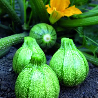 Courgette de nice 'Boldenice' F1