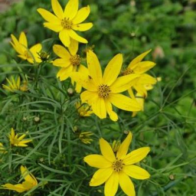 Coreopsis verticillata