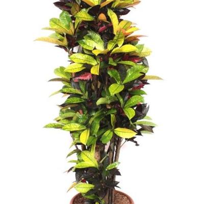 Codiaeum var. 'Mrs Iceton'