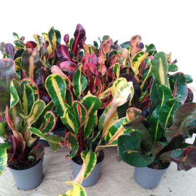 Codiaeum var. GR 'Mammi' 1pp | Decorum
