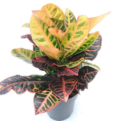 Codiaeum var.  'Petra'