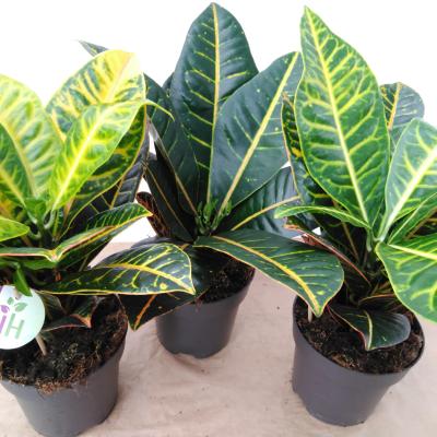 Codiaeum var. GR 'Petra' Codiaeum 'Petra'