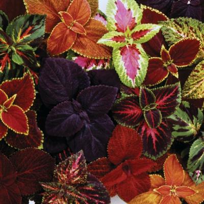 Coleus 'Wizard' mix