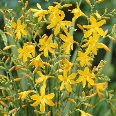 Crocosmia 'George Davidson'  geel/oranje