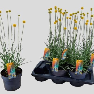Craspedia globosa 'Golf Beauty'