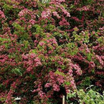 Crataegus laev. 'Paul's Scarlet'  HO 8/10