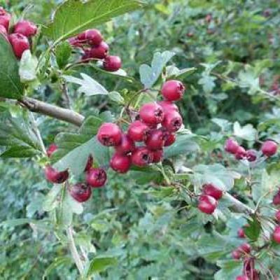 Crataegus monogyna   