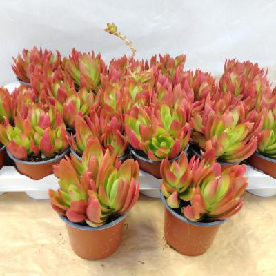 Crassula 'On Fire'