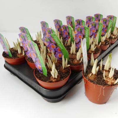 Crocus Tricolor