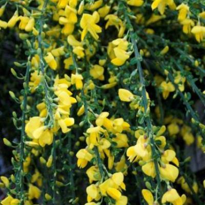 Cytisus sco. 'Golden Tears'