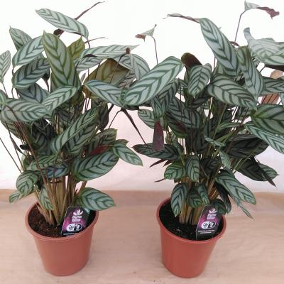 Ctenanthe setosa 'Compactstar'
