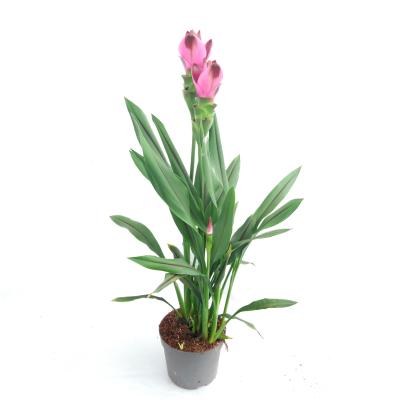 Curcuma alism. 'Siam Splash'