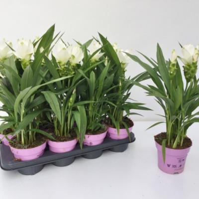 Curcuma alism. 'White Splash'