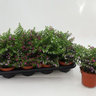 Cuphea hyssopifolia 'Carnaval' kleurenmix
