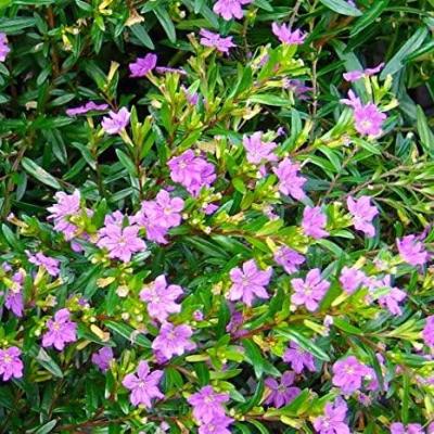 Cuphea hyssopifolia paars