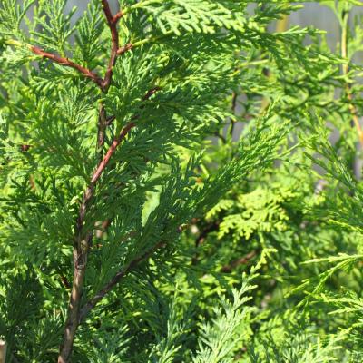 Cupressocyparis l. 'Castlew. Gold' - Bonsai