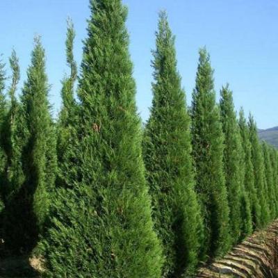 Cupressocyparis leylandii '2001'