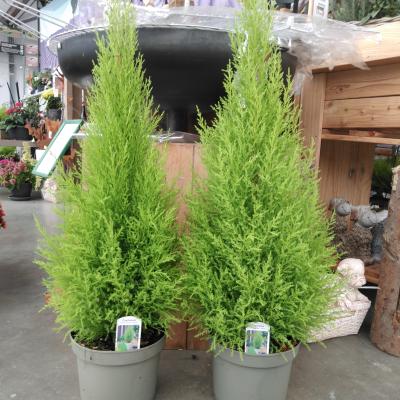 Cupressus mac. 'Goldcrest Wilma'