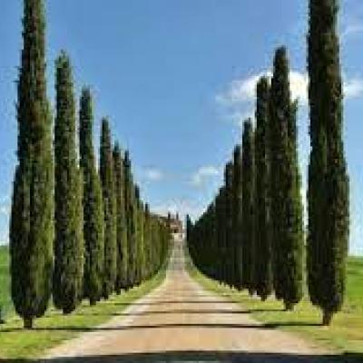 Cupressus sempervirens 'Totem'