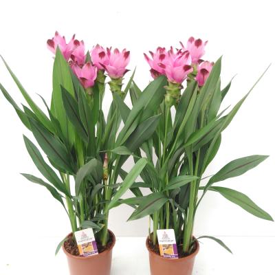 Curcuma Splash