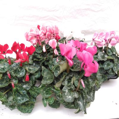 Cyclamen GR 'Rainier' F1