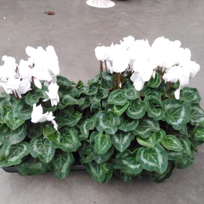 Cyclamen GR 'XL'  White  XL