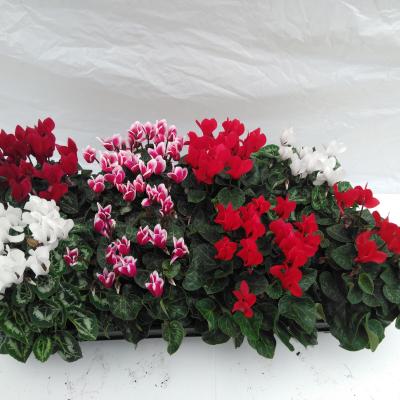 Cyclamen KL 'Carino' Fiorita gemengd