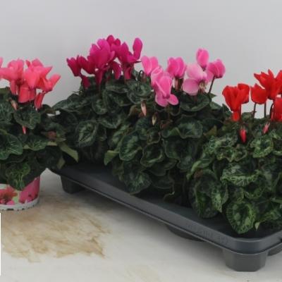 Cyclamen GR 'XL' gemengd