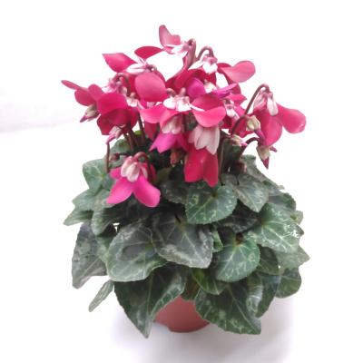 Cyclamen Exclusive Djix