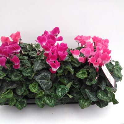 Cyclamen GR 'Prettycoat'