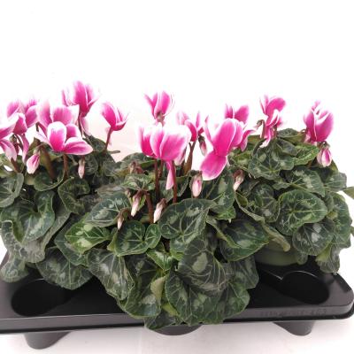 Cyclamen GR 'Halios Fantasia' Snowridge Paars-wit XXL